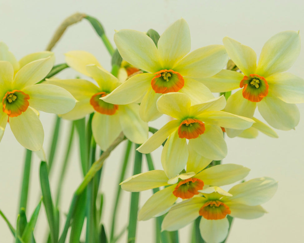 Flower BulbsViridiflora Collection Bulbs UK - 4