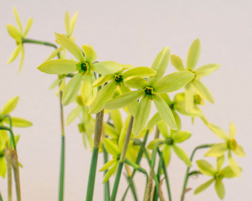 Flower BulbsViridiflora Collection Bulbs UK - 3