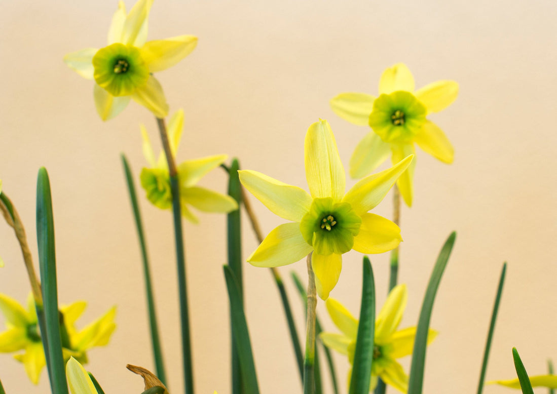 Flower BulbsViridiflora Collection Bulbs UK - 2