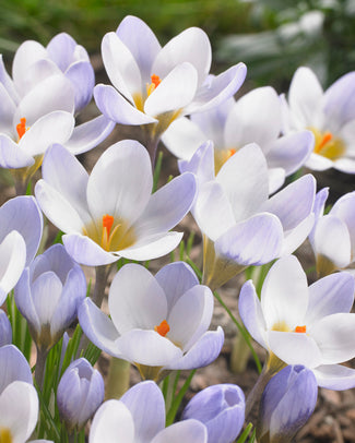 Crocus 'Blue Pearl'