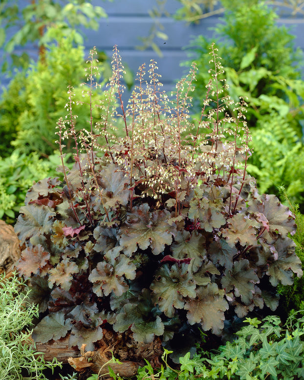 Heuchera 'Cappuccino'
