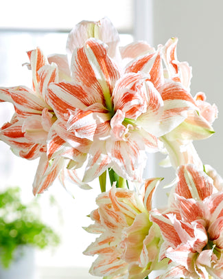 Amaryllis 'Dancing Queen'