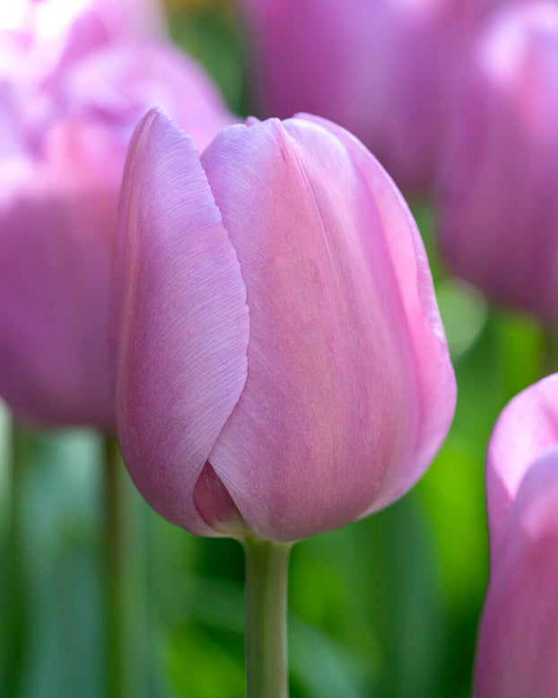 Tulip 'Alibi'