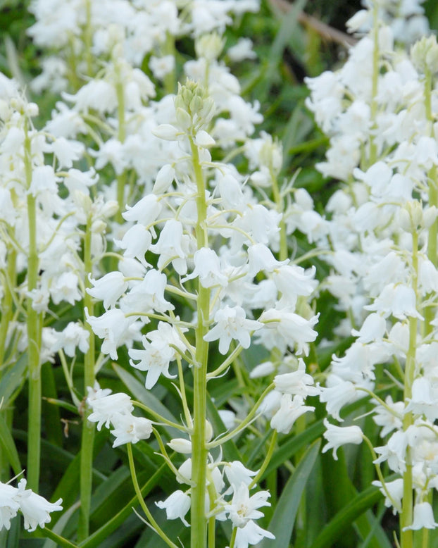 Hyacinthoides hispanica