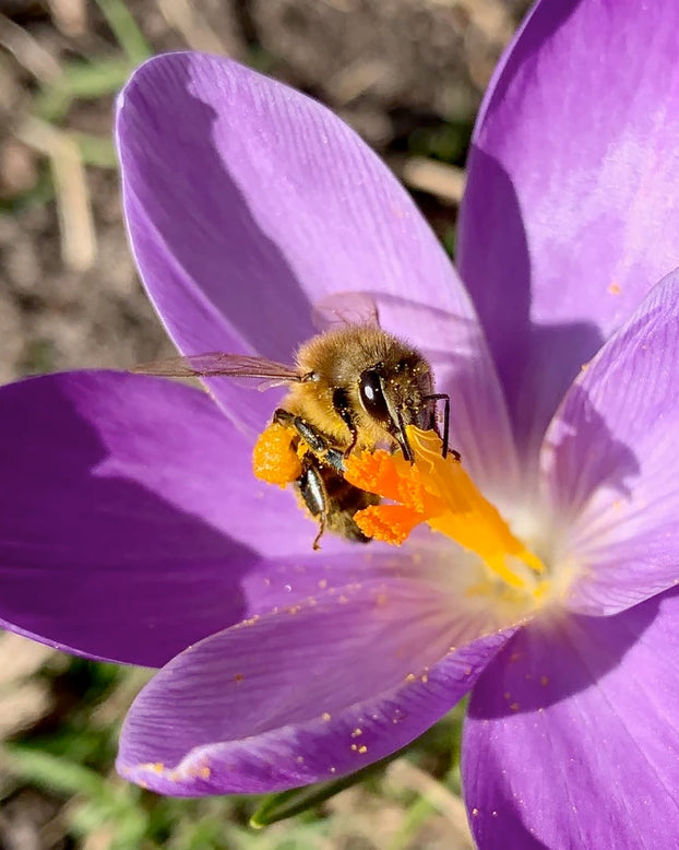 Crocus 'Yalta'