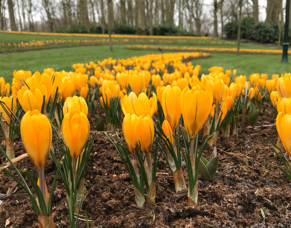 Crocus 'Yellow'